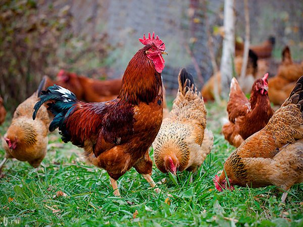 Породы куриц | ЗооТом - продажа, вязка и услуги для животных в Дигоре