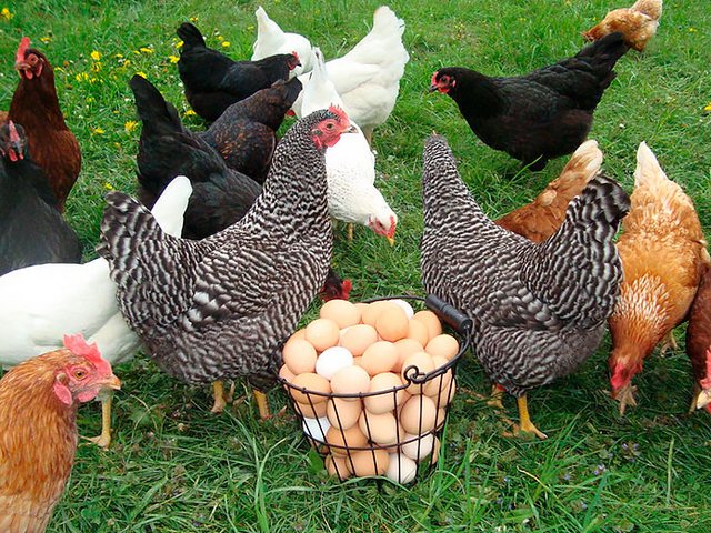 Содержание кур и уход за ними | ЗооТом - продажа, вязка и услуги для животных в Дигоре