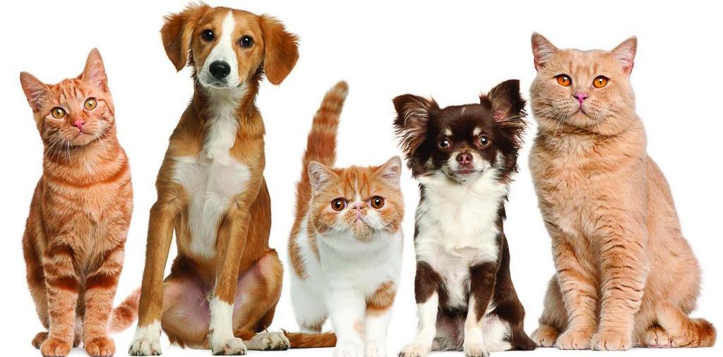Доска объявлений о животных | ЗооТом - продажа, вязка и услуги для животных в Дигоре
