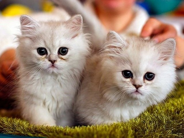 Породы кошек в Дигоре | ЗооТом портал о животных