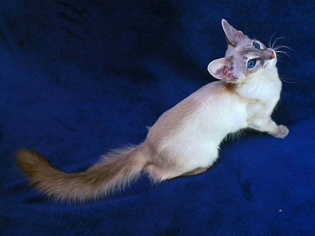 Выведенные породы кошек в Дигоре | ЗооТом портал о животных