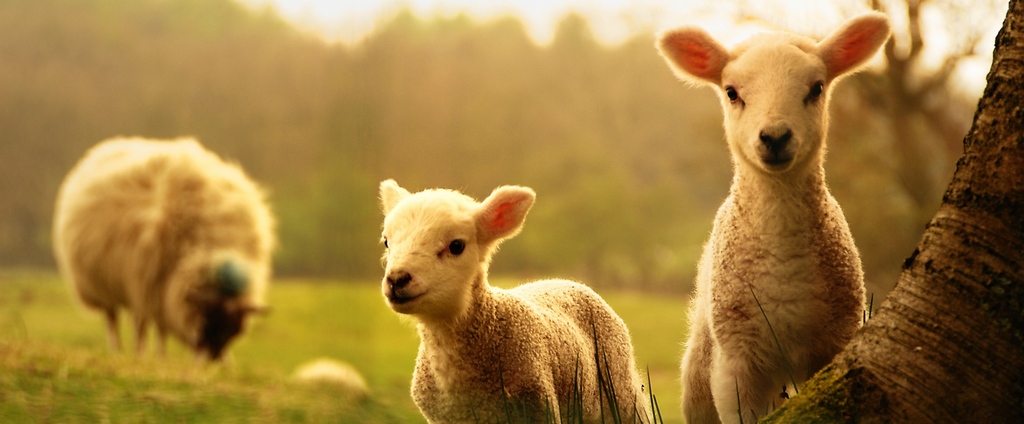 Объявления о сельскохозяйственных животных | ЗооТом - продажа, вязка и услуги для животных в Дигоре