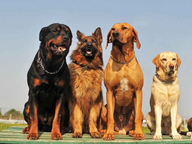 Крупные породы собак в Дигоре | ЗооТом портал о животных